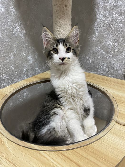 Мейн кун WCF в Астане готов к переезду