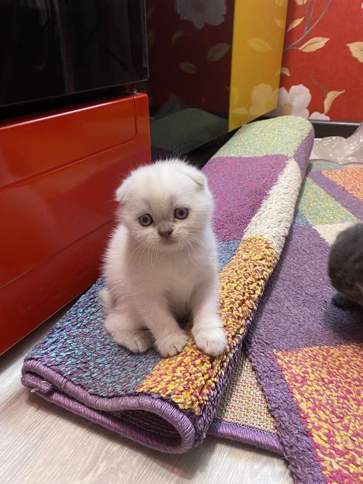 Шотланские котята