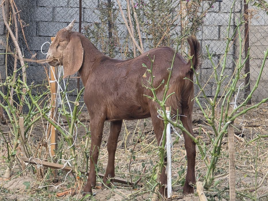 Теке лақ бес жарым айлық