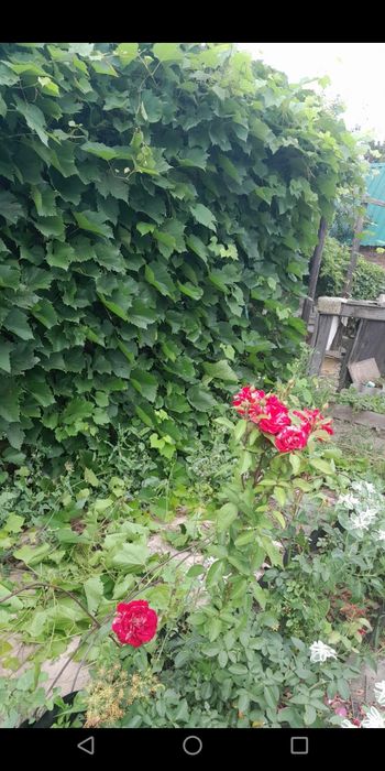 продам дачу. СО Мичуринец