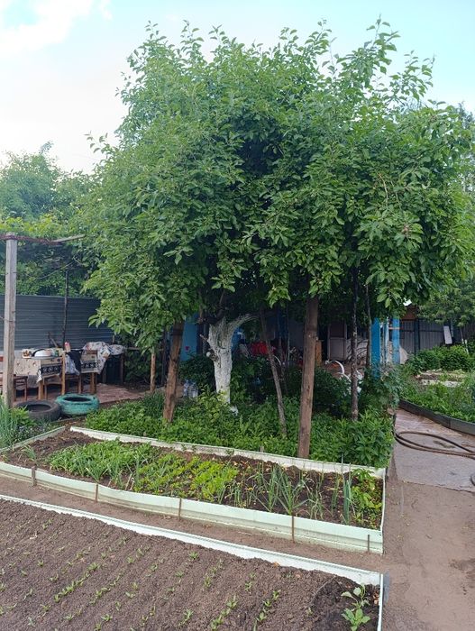 Продам дачу  Колос 2