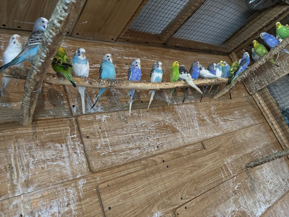 Vand diferite specii de papagali