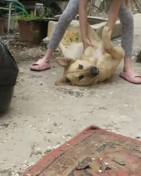 Отдадим даром домашнюю собаку