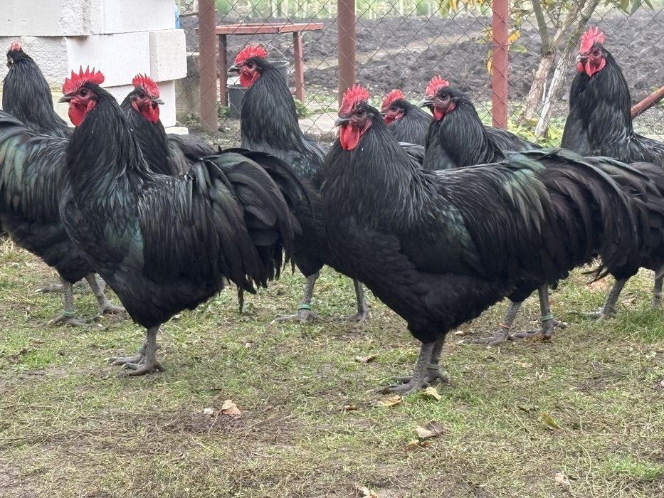 Cocosi australorp negru