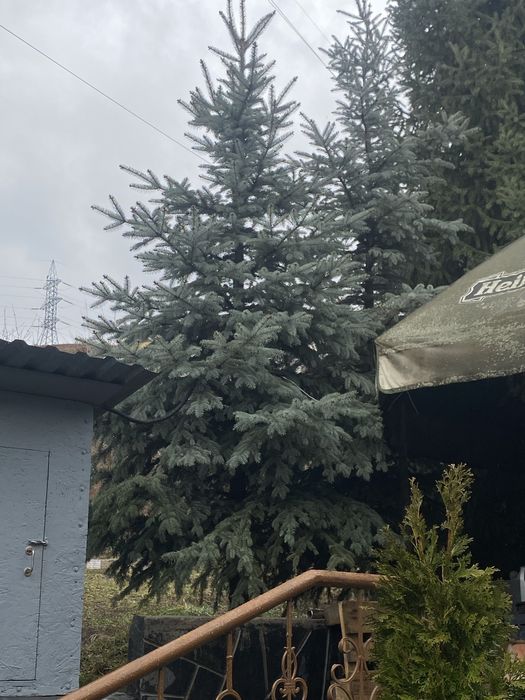 Ель голубая высота 3  метра
