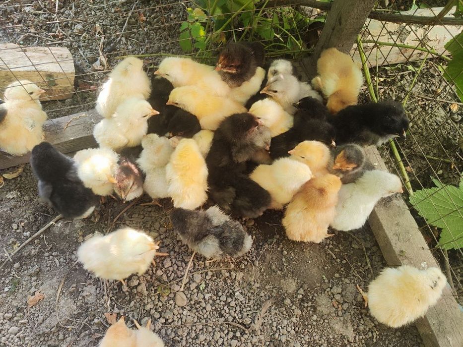 Продам домашних цыплят