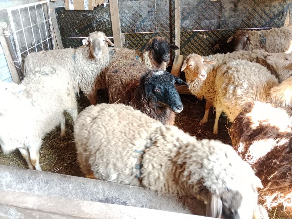 Срочно срочно продам