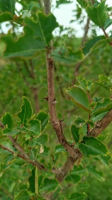 Dori sepish  Tajribali Agronom xizmati