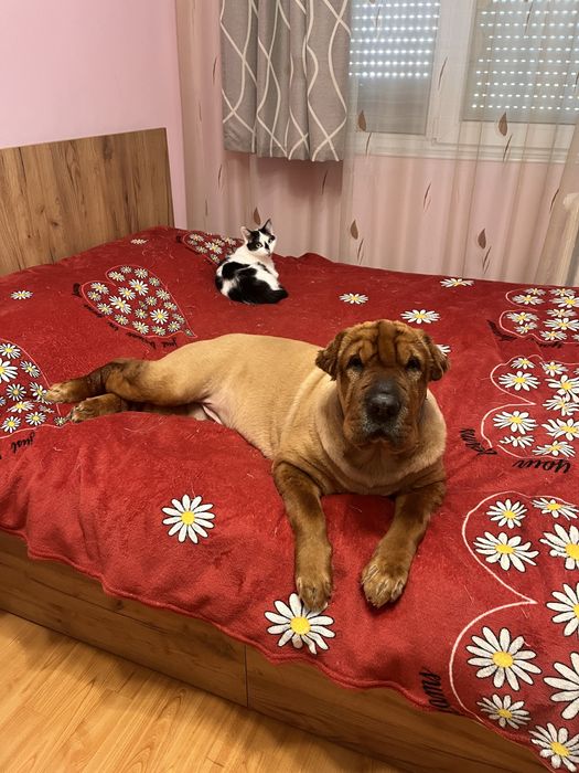 Pet Sitter/Dog Walker Medic Veterinar Bucuresti