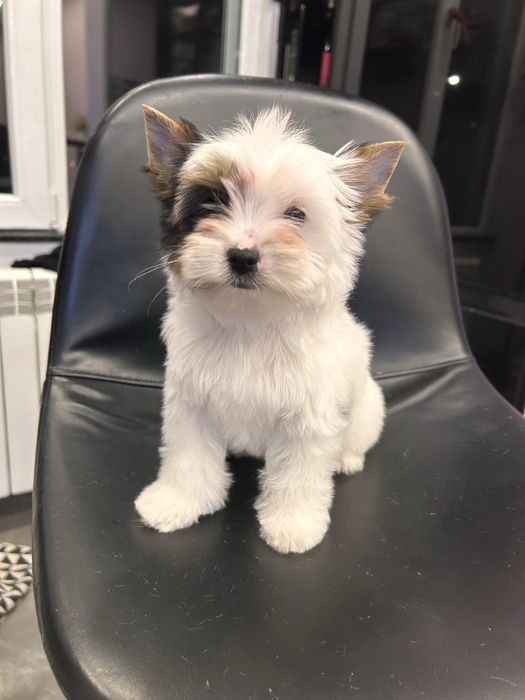 Biewer yorkie / Бивър