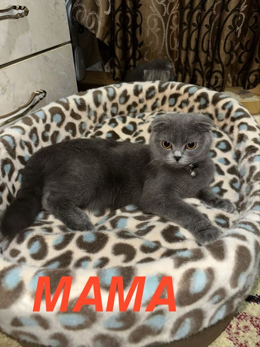 Toza scotch straight