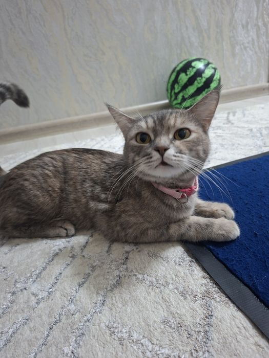 Мушук киз бола скотш страйт