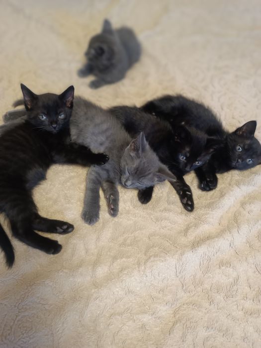 Котята в дар! Отдам котят в добрые руки!