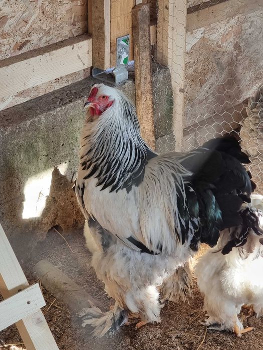 Pui brahma columbia herminat inchis potarnichiu porțelan italiene