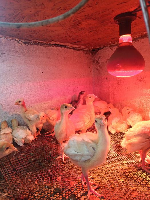 Индюшата хайбрит..