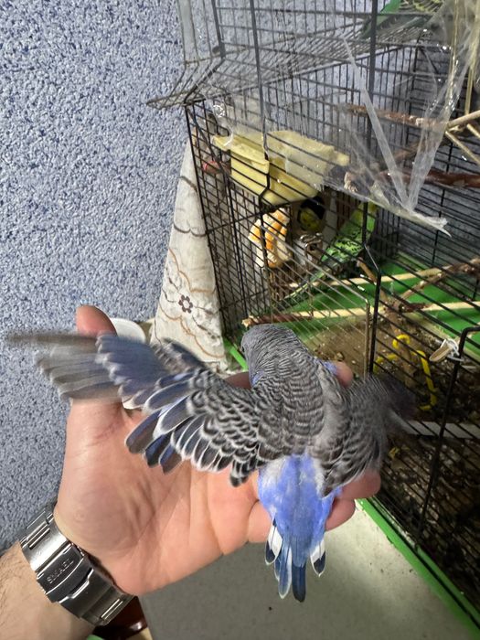 Попугай Волнистый Синий. Чех.