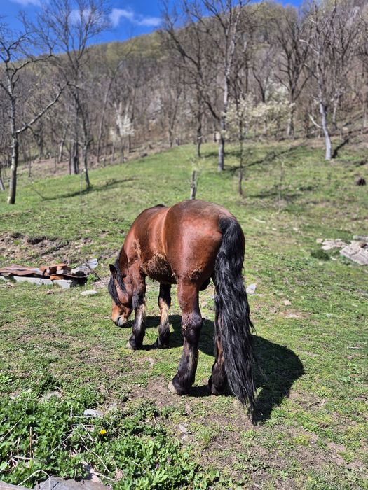 Vând armasar de 4 ani greu