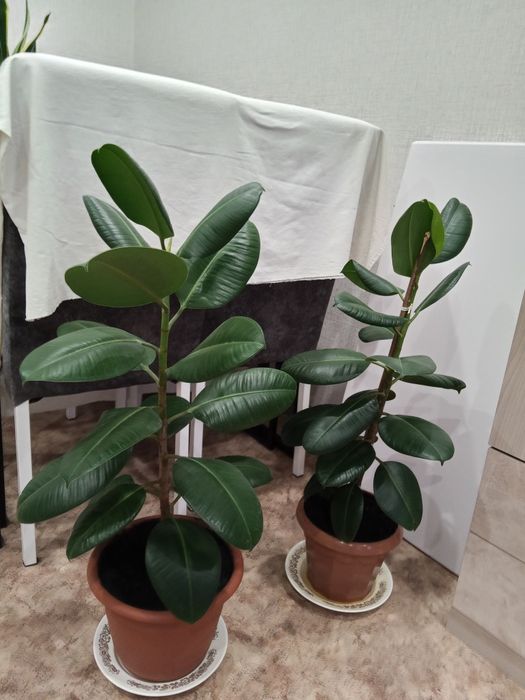 продам фикусы по 5000