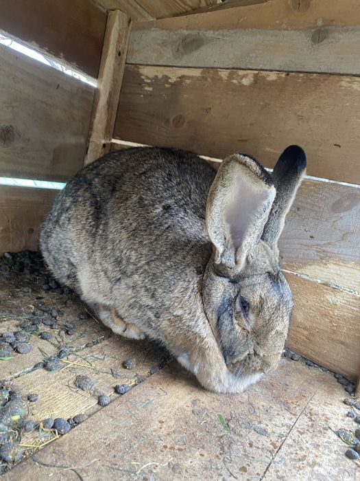 Vand iepuri  belgieni