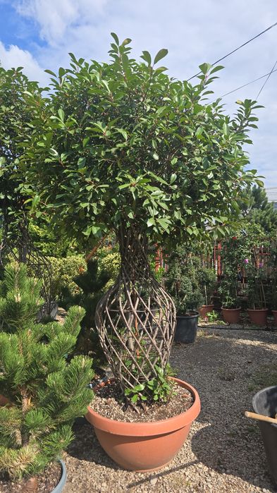 Photinia diferite forme si dimensiuni