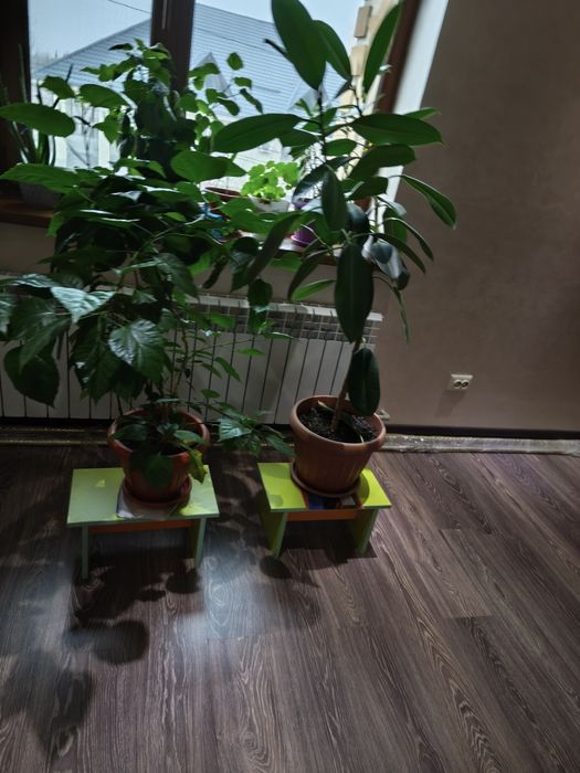 Цветы очень большие дешево