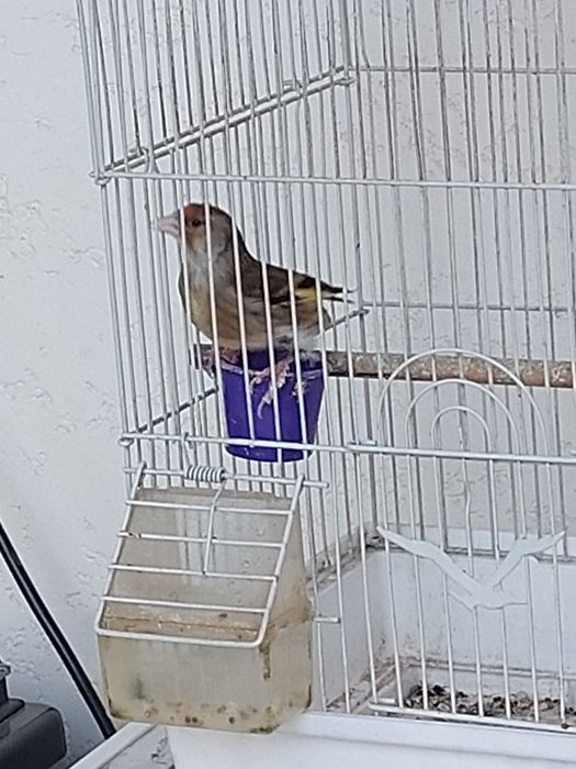 Gibrid gibrid sava