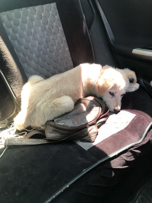 Отдам собачку