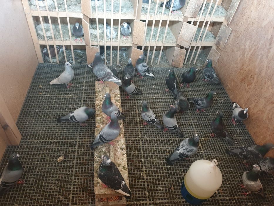 Porumbei voiajori matca! Linii de la mari crescatori