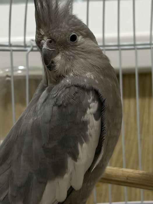 Корелла  попугай параси