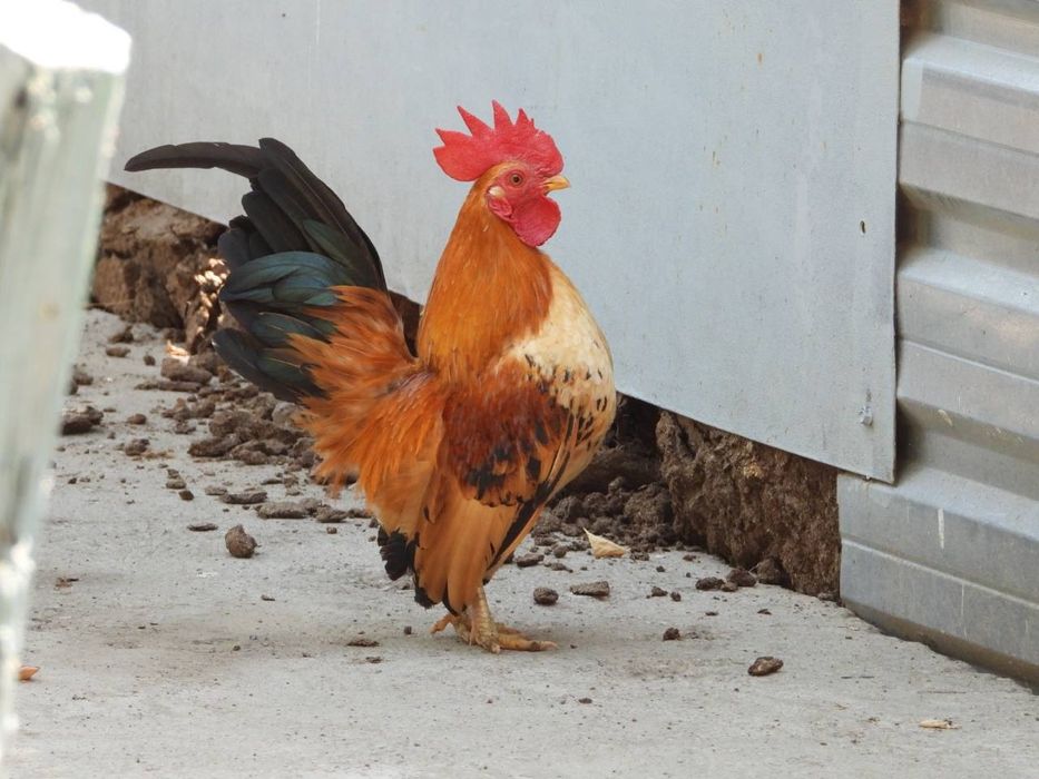 KAMERA P1000 ZOOM 3000