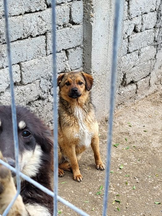 Caini - în căutare de case