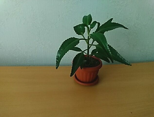 Продам  каланхоэ  лечебный