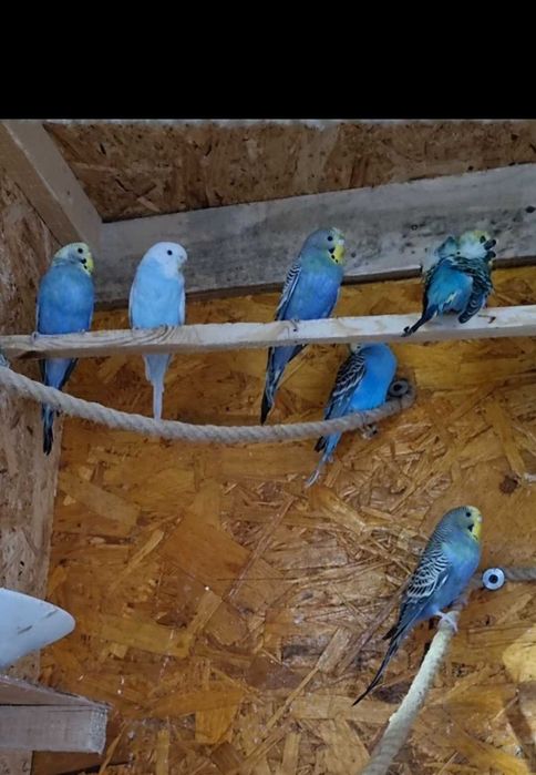 Porumbei misrlii papagali perusi nimfe agarponis turturele razatoare