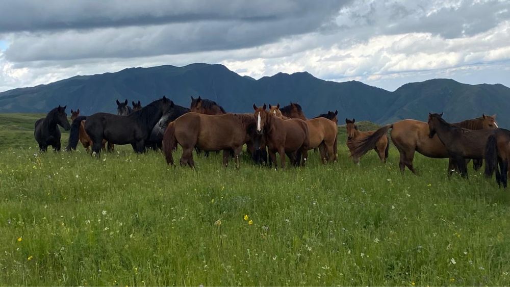 Семиз жылкы сиырлар койлар бар