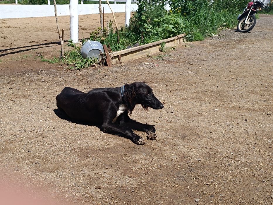 Тазы ургашы жогалды