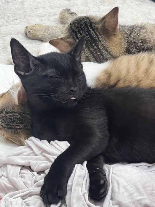 Котятам и кошке нужен дом.