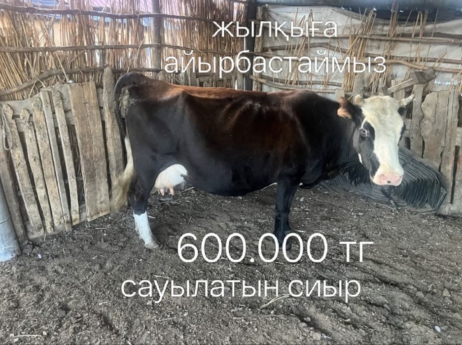 Продается дом, скот, мебель. В связи с переездом. Торг есть.