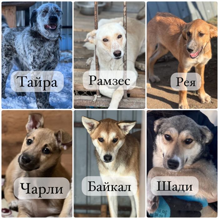 Собаки в хорошие руки