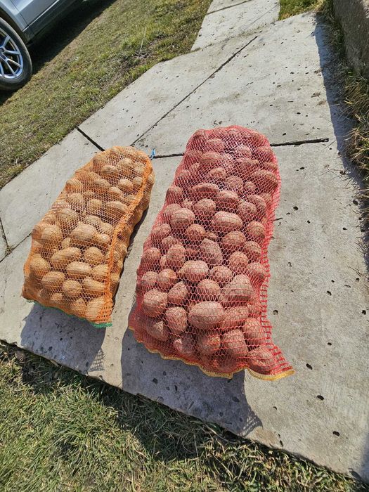 Cartofi consum alb carrera si rosu bellarosa +50 ambalat saci 25 kg