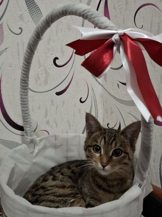 Отдадим в хорошие и добрые ручки