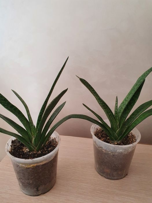 Комнатные цветы в горшках