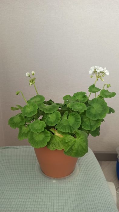 Продам пеларгонию белая пять разеток