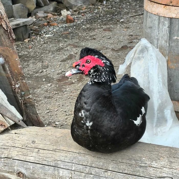 rate de vanzare rasa mute, lesesti