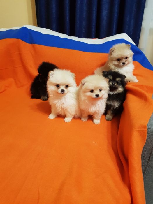 Померан померанчета