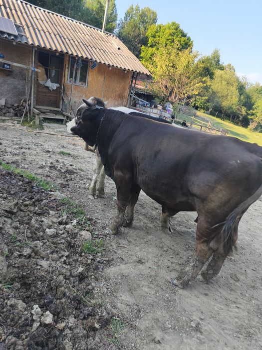 Taur de vânzare vârstă 1 -8 luni pentru tinere sau taiere