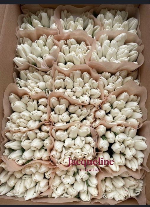 Тюльпаны оптом и в розницу