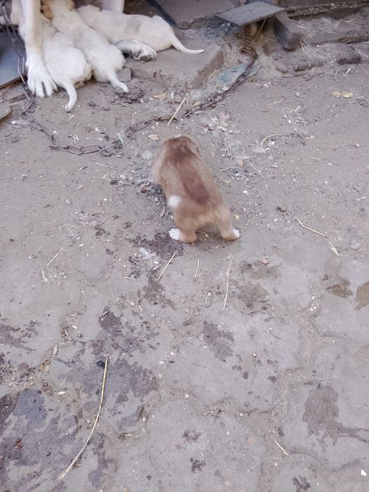 Отдам щенков дворняжек