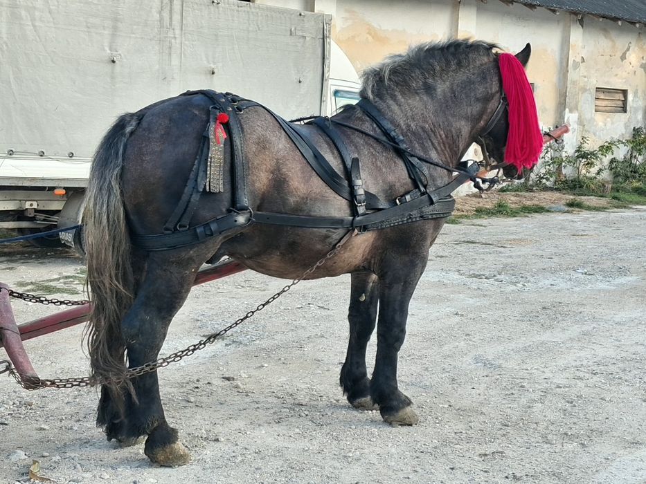 Armăsar de 3 ani