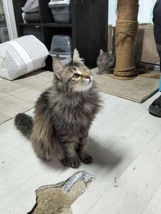 Чудо котятки красавчики