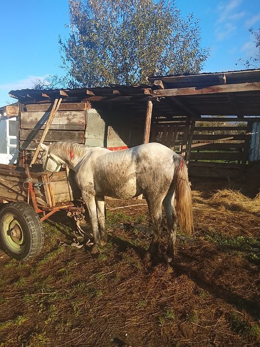 Vind mînz de 2 anișori învățat la căruță